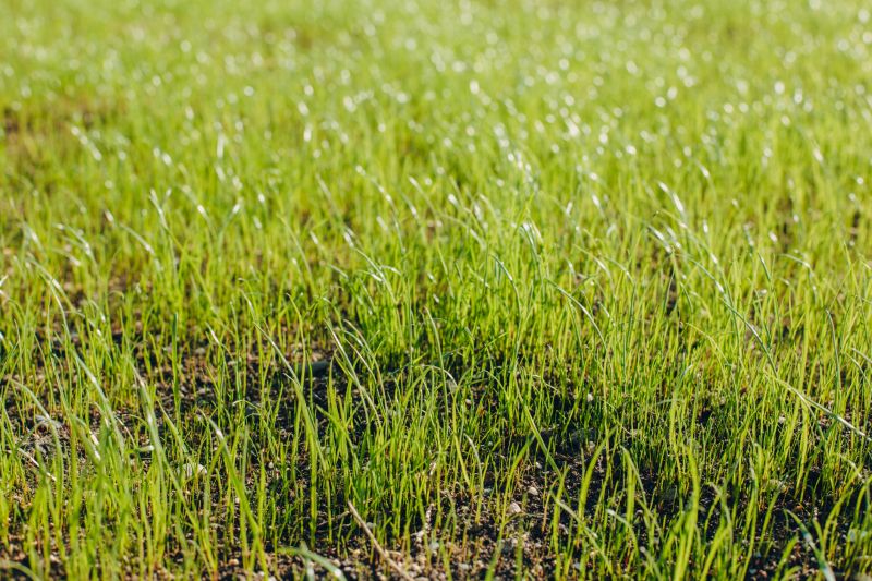 Lawn Overseeding