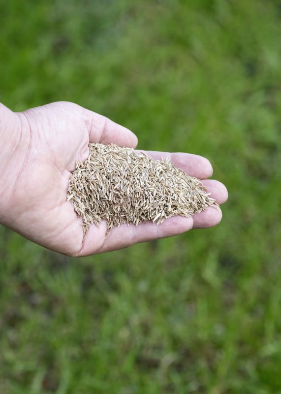 Lawn Overseeding