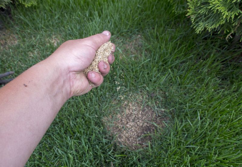 Lawn Overseeding