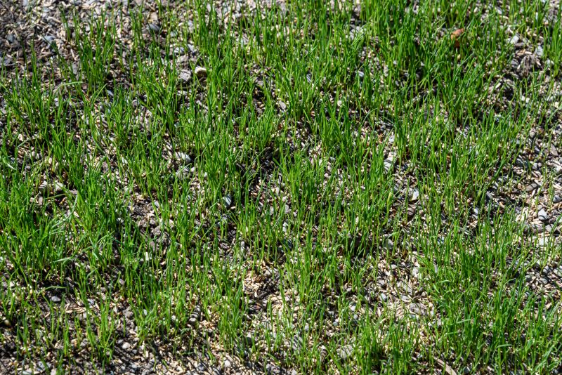 Lawn Overseeding