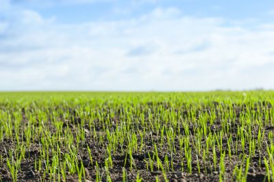 Healthy Overseeded Lawn