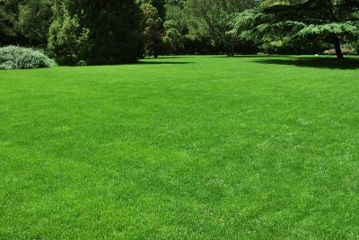 Enhanced grass variety